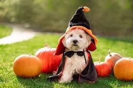 Halloween pet parade